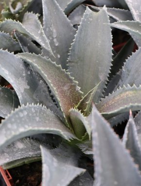 Mangave ´Silver Fox´ Mangave 'Silver Fox' Nelen pro zelen detail