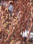 Tavola kalinolistá Nelen pro zelen Physocarpus opulifolius list