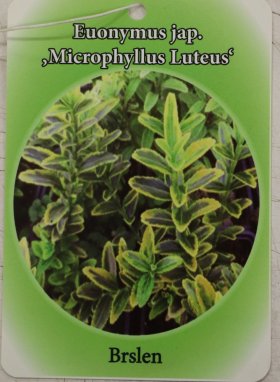 Brslen japonský 'Microphyllus Luteus'