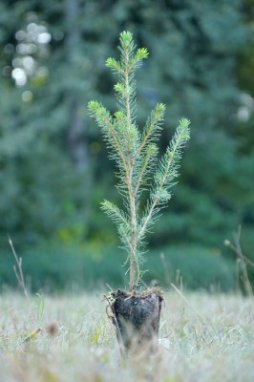 Smrk Engelmannův Nelen pro zelen Picea engelmannii rostlina