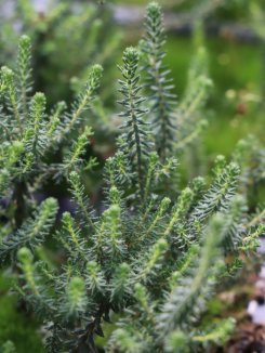 Erica tetralix 'Alba Mollis' Vřesovec čtyřřadý 'Alba Mollis' Nelen pro zelen detail Erica tetralix 'Alba Mollis' Vřesovec čtyřřadý 'Alba Mollis' Nelen pro zelen detail