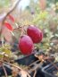 Vaccinium macrocarpon 'Stevens' Klikva velkoplodá 'Stevens' Nelen pro zelen plody