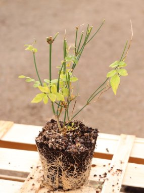 Jasminum officinale Jasmín pravý Nelen pro zelen sazenice QP