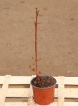 Viburnum sargentii 'Onondaga' Kalina sargentova 'Onondaga' Nelen pro zelen kont 1L