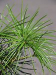 Sciadopitys verticillata Pajehličník přeslenitý Nelen pro zelen jehlice