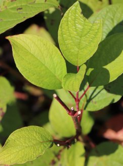 Cornus alba 'Sibirica' Svída bílá 'Sibirica' Nelen pro zelen listy