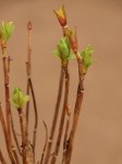 Hydrangea macrophylla ´Tovelit´ Hortenzie velkolistá 'Tovelit' Nelen pro zelen detail při rašení