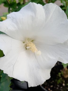 Hibiscus syriacus 'Eleonore´® Ibišek syrský 'Eleonore' ® Nelen pro zelen květ