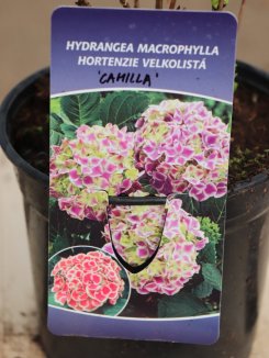 Hydrangea macrophylla ´Camilla´ Hortenzie velkolistá 'Camilla' Nelen pro zelen etiketa Hydrangea macrophylla ´Camilla´ Hortenzie velkolistá 'Camilla' Nelen pro zelen etiketa
