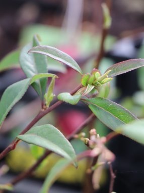 Chaenomeles speciosa 'Nivalis' Kdoulovec lahvicovitý 'Nivalis' Nelen pro zelen list