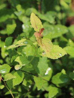 Spiraea japonica 'Firelight' Tavolník japonský 'Firelight' Nelen pro zelen list