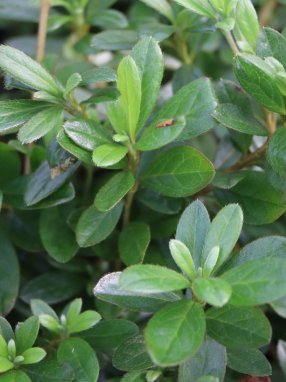 Azalea japonica 'Veltrusy' Azalka japonská 'Veltrusy' Nelen pro zelen detail listů