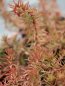 Sedum reflexum 'Angelina' Rozchodník 'Angelina' Nelen pro zelen zabarvení