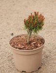 Pinus mugo 'Fischlrinboden' Borovice kleč 'Fischleinboden' Nelen pro zelen kont 2L 