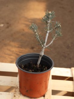 Abies concolor 'Compacta' Jedle ojíněná 'Compacta' Nelen pro zelen ko 1L Abies concolor 'Compacta' Jedle ojíněná 'Compacta' Nelen pro zelen ko 1L