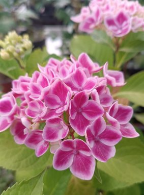 Hydrangea macrophylla ´Camilla´ Hortenzie velkolistá 'Camilla' Nelen pro zelen květ