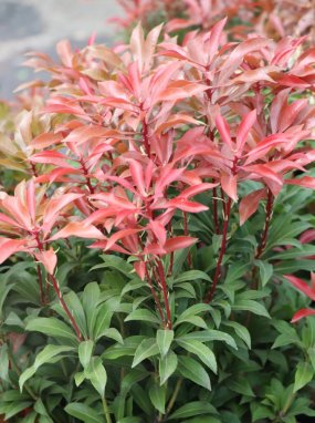 Pieris japonica 'Mountain Fire' Pieris japonský 'Mountain Fire' Nelen pro zelen listové přírůstky