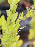 Lespedeza Thunbergii Lespedézie Thunbergova Nelen pro zelen poupata