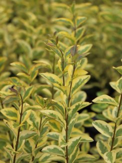 Ligustrum ovalifolium 'Aureum' Ptačí zob vejčitolistý 'Aureum' detail listů Ligustrum ovalifolium 'Aureum' Ptačí zob vejčitolistý 'Aureum' detail listů