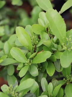 Pyracantha coccinea 'Saphyr® Jaune´ Hlohyně šarlatová 'Saphyr® Jaune' Nelen pro zelen listy a poupata Pyracantha coccinea 'Saphyr® Jaune´ Hlohyně šarlatová 'Saphyr® Jaune' Nelen pro zelen listy a poupata