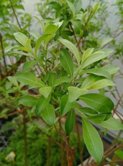 Salix chaenomeloides ´Mt. Aso´ Vrba štíhlopestíkatá 'Mt. Aso' Nelen pro zelen listy Salix chaenomeloides ´Mt. Aso´ Vrba štíhlopestíkatá 'Mt. Aso' Nelen pro zelen listy