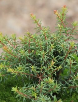 Erica darleyensis 'Pink Harmony' Vřesovec darlejský 'Pink Harmony' Nelen pro zelen detail Erica darleyensis 'Pink Harmony' Vřesovec darlejský 'Pink Harmony' Nelen pro zelen detail