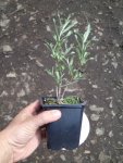 Rakytník řešetlákový 'Krasavice' Nelen pro zelen Hippophae rhamnoides 'Krasavice' rostlina