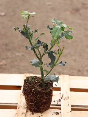 Ilex aquifolium Cesmína ostrolistá Nelen pro zelen sazenice QP
