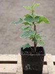 Ribes rubrum 'Lubawa' Rybíz růžový Lubawa Nelen pro zelen h9x9