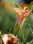 Hemerocallis 'Heavenly Pink Fang' Denivka 'Heavenly Pink Fang' Nelen pro zelen rozkvétající