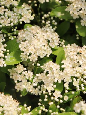 Pyracantha coccinea 'Mohave´ Hlohyně šarlatová 'Mohave' Nelen pro zelen květy