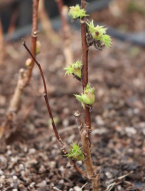 Sorbaria sorbifolia ´Sem´® Tavolníkovec jeřábolistý 'Sem' ® Nelen pro zelen rašící rostlina