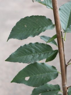 Prunus cerasus 'Ujfehértoi Fürtös' Višeň 'Ujfehértoi Fürtös' Nelen pro zelen detail Prunus cerasus 'Ujfehértoi Fürtös' Višeň 'Ujfehértoi Fürtös' Nelen pro zelen detail
