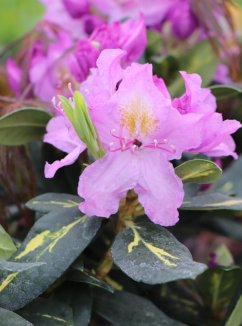 Rododendron 'Goldflimmer''