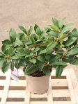 Rhododendron ´Blue Peter´ Rododedron 'Blue Peter' Nelen pro zelen kontej 2L