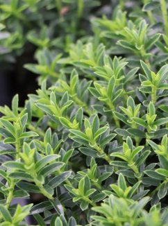 Hebe odora (h.buxifolia) 'New Zeland' Hebe 'New Zeland' Nelen pro zelen detail Hebe odora (h.buxifolia) 'New Zeland' Hebe 'New Zeland' Nelen pro zelen detail