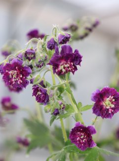 Geranium ´Joseph Green´ Kakost 'Joseph Green' Nelen pro zelen květy Geranium ´Joseph Green´ Kakost 'Joseph Green' Nelen pro zelen květy
