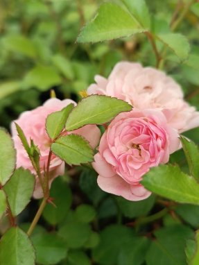 Rosa 'The Fairy' Růže 'The Fairy' Nelen pro zelen skupina květů