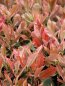 Photinia x fraseri ´Louise McLarlou® Blýskavka Fraserova ´Louise McLarlou® Nelen pro zelen nové přírůstky