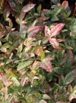 Nandina domestica 'Twilight´® Nandina domácí 'Twilight' ® Nelen pro zelen listy