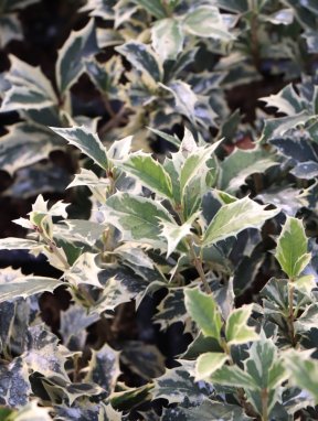 Osmathus heterophyllus ´Variegatus´ Vonokvětka různolistá 'Variegatus' Nelen pro zelen listy