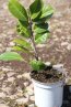 Prunus laurocerasus 'Rotundifolia' Bobkovišeň lékařská 'Rotundifolia' Nelen pro zelen kontejn 1L