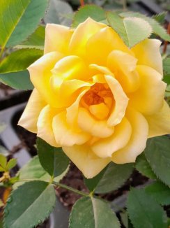 Rosa 'Golden Sun' Růže 'Golden Sun' Nelen pro zelen květ Rosa 'Golden Sun' Růže 'Golden Sun' Nelen pro zelen květ
