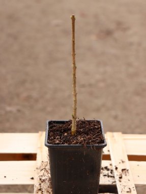 Syringa vulgaris 'Madame Lemoine' Šeřík obecný 'MAdame Lemoine' Nelen pro zelen h9x9