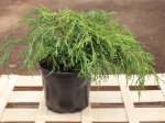 Chamaecyparis pis. ´Filifera Aurea´ Cypřišek hrachonosný 'Filifera Aurea' Nelen pro zelen kon 2L