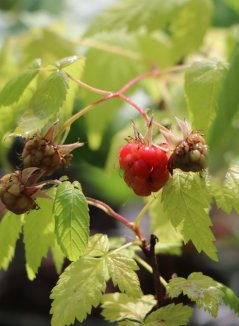 Rubus idaeus 'Bohéme' Maliník 'Bohéme' Nelen pro zelen 'Bohéme' plody