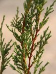Jalovec skalní Nelen pro zelen Juniperus scopulorum jehličí