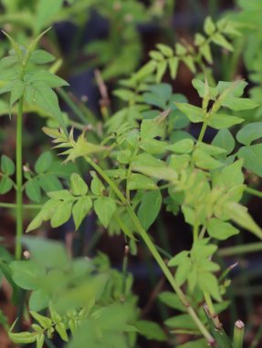 Jasminum officinale Jasmín pravý Nelen pro zelen listy