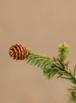 Picea abies´Pusch´ Smrk ztepilý 'Pusch' Nelen pro zelen šiška