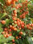 Pyracantha 'Orange Glow' Hlohyně 'Orange Glow' Nelen pro zelen plody
